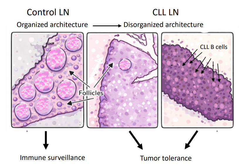 LN-niche