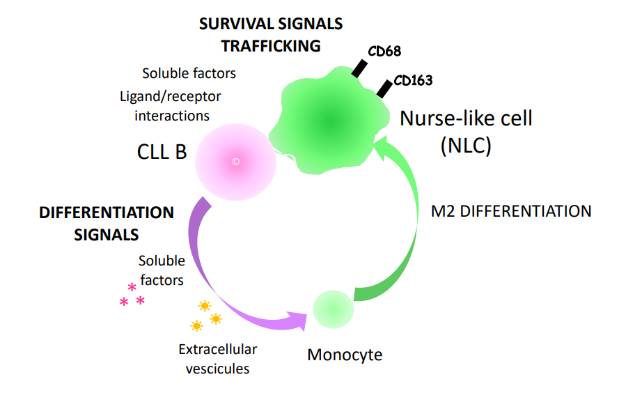 Graphical abstract.