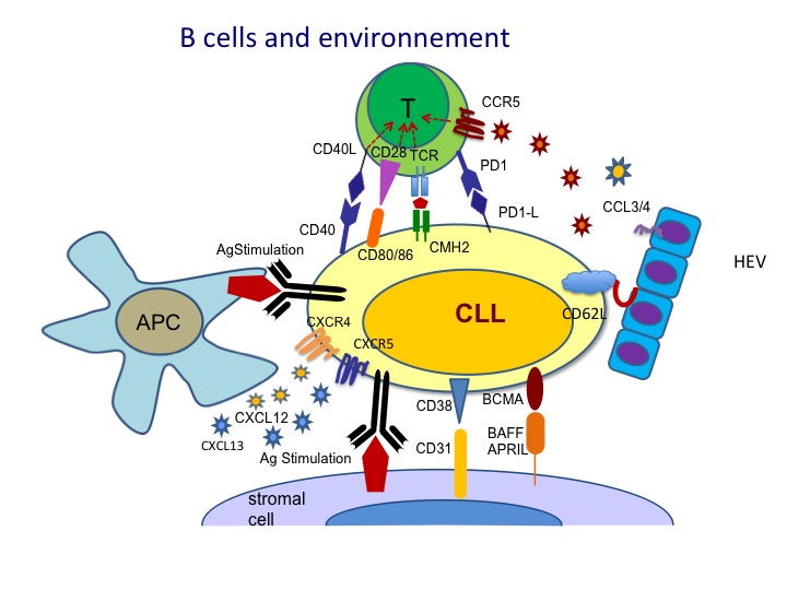 Tumor immune microenvironment crosstalk